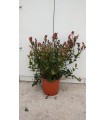 PIANTA DI PHOTINIA X FRASERI NANA IN VASO CM 24