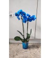 PIANTA DI PHAELENOPSIS BLUE " ORCHIDEA " in vaso cm 12