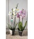 PIANTA DI PHAELENOPSIS  " ORCHIDEA " COLORI MIX in vaso cm 12