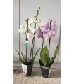 PIANTA DI PHAELENOPSIS  " ORCHIDEA " COLORI MIX in vaso cm 12