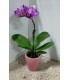 PIANTA DI PHAELENOPSIS CASH POT COLORATO " ORCHIDEA " in vaso