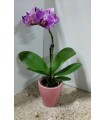 PIANTA DI PHAELENOPSIS CASH POT COLORATO " ORCHIDEA " in vaso