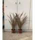 PIANTA DI PHORMIUM " SUNDOWNER " in vaso cm 15