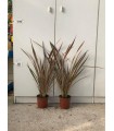 PIANTA DI PHORMIUM " SUNDOWNER " in vaso cm 15