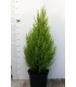 PIANTA DI CUPRESSUS "GOLD CREST " CIPRESSO in vaso cm 16