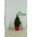 PIANTA DI PICEA GLAUCA CONICA in vaso cm 24