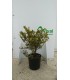 PIANTA DI AGRIFOGLIO ILEX VARIEGATO in vaso cm 24