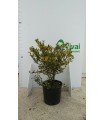 PIANTA DI AGRIFOGLIO ILEX VARIEGATO in vaso cm 24