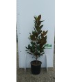 PIANTA DI MAGNOLIA GRANDIFLORA in vaso cm 28