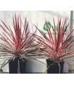 PIANTA DI CORDYLINE PINK PASSION DRACENA in vaso cm 24