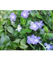 5 PIANTE DI VINCA MAJOR in vaso cm 7x7