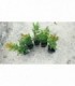 5 PIANTE DI CORBEZZOLO ARBUTUS UNEDO in vaso cm 7