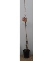 PIANTA DI LYCIUM BARBARUM BACCHE GOJI VASO cm 18
