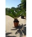 PIANTA DI CYCAS CICAS PALMA NANA in vaso cm 30