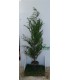 PIANTA DI CUPRESSUS LEYLANDII in vaso cm 24