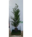 PIANTA DI CUPRESSUS LEYLANDII in vaso cm 24