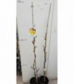 PIANTA DI KIWI GIALLO ACTINIDIA SINENS MASCHIO in vaso cm 18