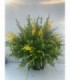 PIANTA DI CYTISUS RACEMOSA in vaso cm 19 fioritura gialla abbondante