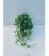 PIANTA DI DICHONDRA ARGENTEA in vaso basket cm 20 pianta pendula