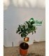 PIANTA DI LIMONE ROSSO in vaso cm 20 innesto basso