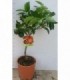 PIANTA DI ARANCIO MORO in vaso cm 20