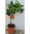 PIANTA DI ARANCIO MORO in vaso cm 20