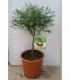 PIANTA DI LIMONE FINGER LIME in vaso cm 20