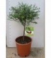 PIANTA DI LIMONE FINGER LIME in vaso cm 20