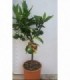 PIANTA DI SATSUMA MIYAGAWA in vaso cm 20 con frutto