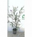 PIANTA DI RUELLIA PETUNIA DEL DESERTO in vaso cm 20