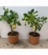 PIANTA DI LIMONE NANO in vaso cm 16