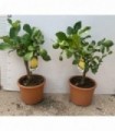 PIANTA DI LIMONE NANO in vaso cm 16