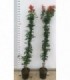 PIANTA DI BIGNONIA CAPENSIS ARANCIONE in vaso cm 20