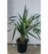 PIANTA DI DRACAENA DRACO cespuglio in vaso cm 30