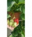 PIANTA DI  FRAGOLA GIGANTE RIFIORENTEin vaso cm 22