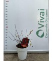 PIANTA DI UVA SPINA con frutti rossi in vaso cm 20 bianco