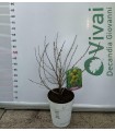 PIANTE DI UVA SPINA GIALLA in vaso cm 20 bianco