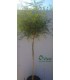 PIANTA DI POINCIANA AD ALBERELLO in vaso cm 30 MIMOSA GIAPPONESE