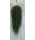 PIANTA DI Drosanthemum BARBA DI GIOVE basket cm 18