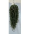 PIANTA DI Drosanthemum BARBA DI GIOVE basket cm 18