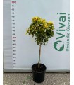 PIANTA DI EVONIMO JAPONICUS AUREA ALBERELLO in vaso cm 21