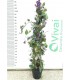 PIANTA DI HARDENBERGIA VIOLACEA REGENT PIRAMIDE in vaso cm 20