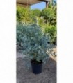 PIANTA DI EUCALYPTUS GUNNI in vaso cm 24