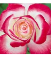 ROSA MEILLAND CERTIFICATA JUBILE PRINCE MONACO  in vaso cm 17