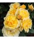 ROSA MEILLAND CERTIFICATA GOLD SYMPHONIE  in vaso cm 17