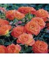 ROSA MEILLAND CERTIFICATA MANDARINE SYMPHONIE  in vaso cm 17