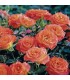 ROSA MEILLAND CERTIFICATA MANDARINE SYMPHONIE  in vaso cm 17