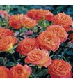 ROSA MEILLAND CERTIFICATA MANDARINE SYMPHONIE  in vaso cm 17