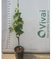 PIANTA DI VITE UVA DA TAVOLA INNESTATA CERTIFICATA in vaso cm 15