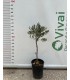 PIANTA DI ULIVO ORNAMENTALE AD ALBERELLO in vaso cm 16 pre bonsai